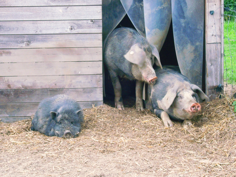 Schweine vor ihrem Stall im Haustierpark Werdum