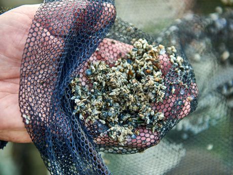 Blick auf kleine Muscheln und Krebse in einem Netz bei einer Wattwanderung